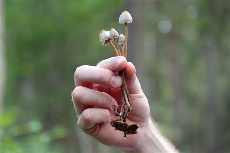 Magic varpet mushroom